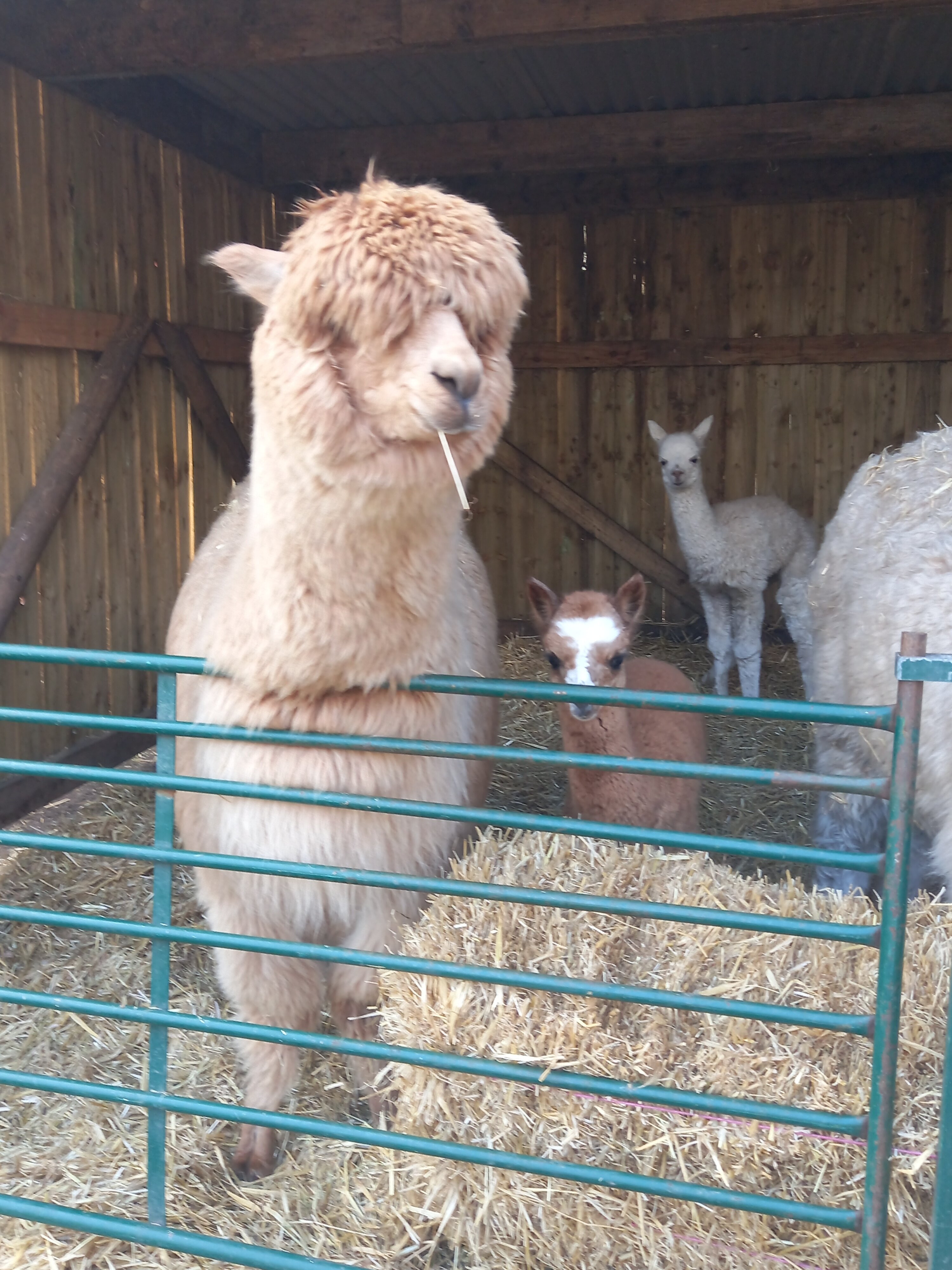 WOODLANDS ALPACA FARM All You Need to Know BEFORE You Go with