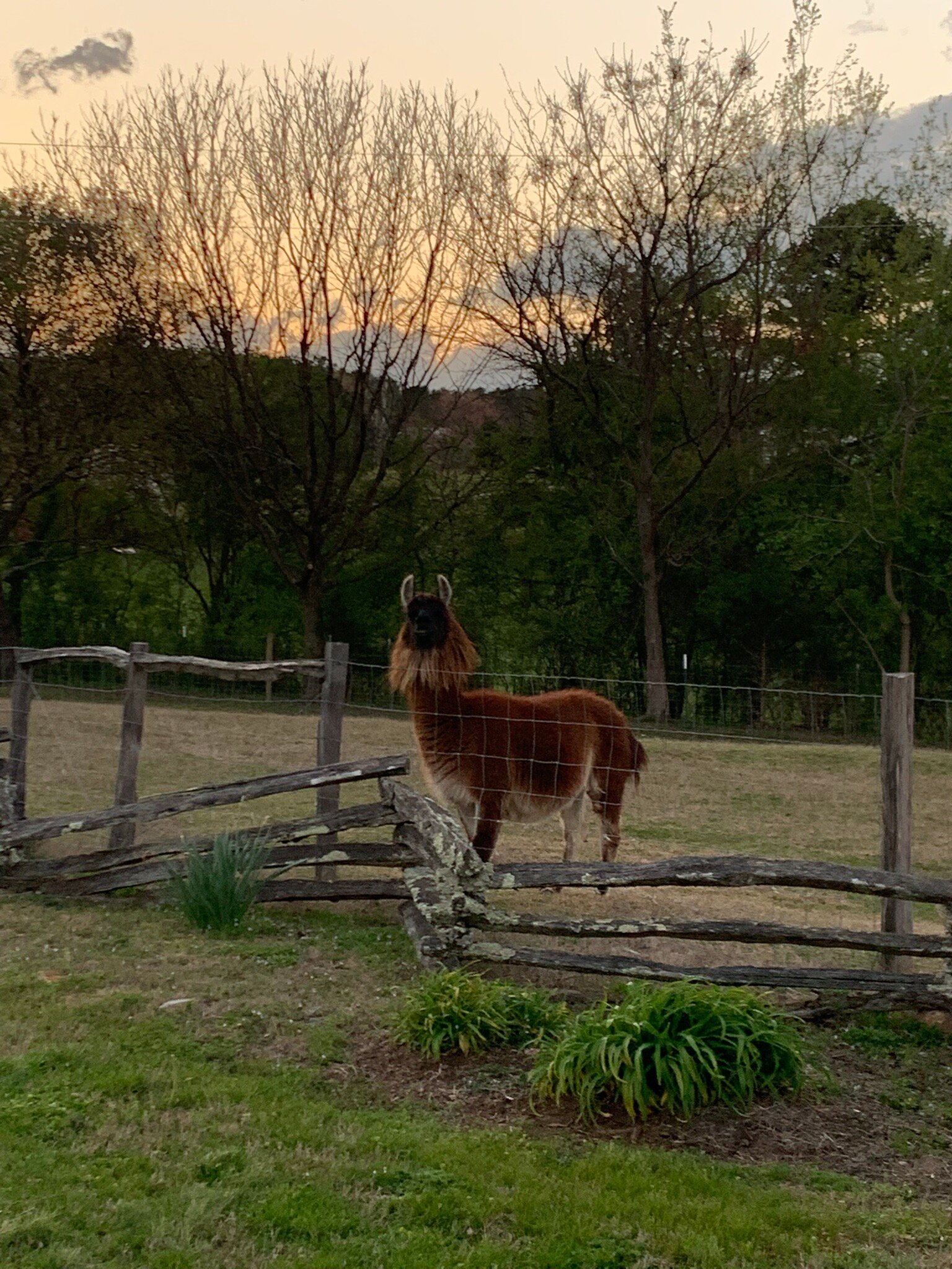 SUNRISE FARM BED AND BREAKFAST - B&B Reviews (Salem, SC)