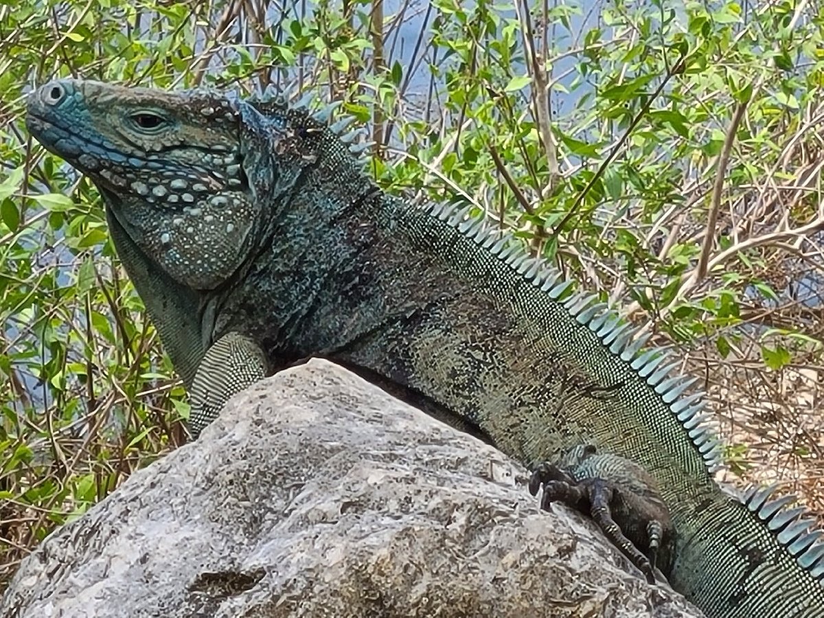 National Trust for the Cayman Islands, Джорджтаун: лучшие советы перед  посещением - Tripadvisor