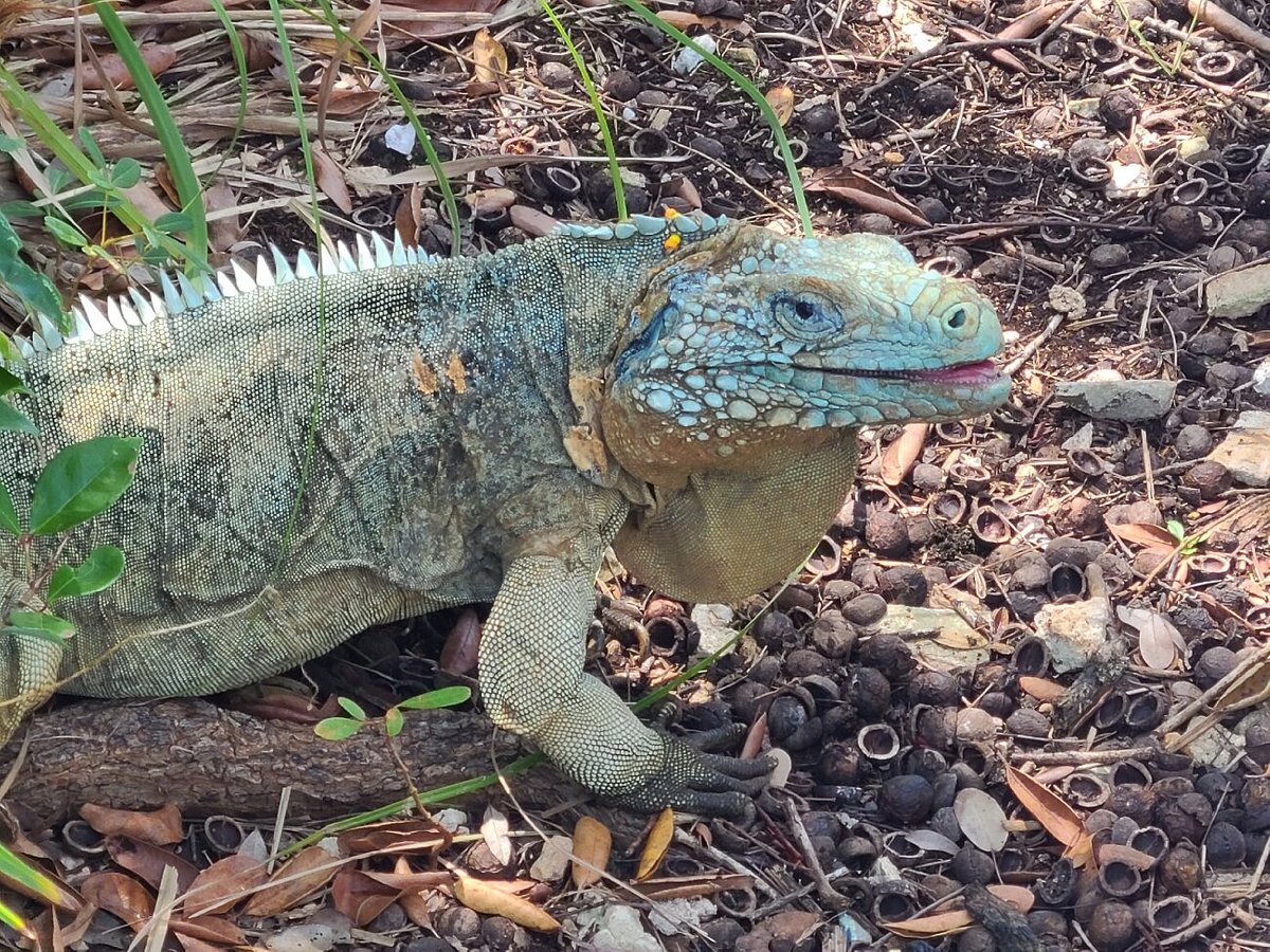 National Trust for the Cayman Islands, Джорджтаун: лучшие советы перед  посещением - Tripadvisor