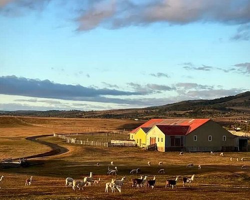 punta arenas free tour