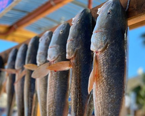 FISH ID? Galveston TX : r/saltwaterfishing