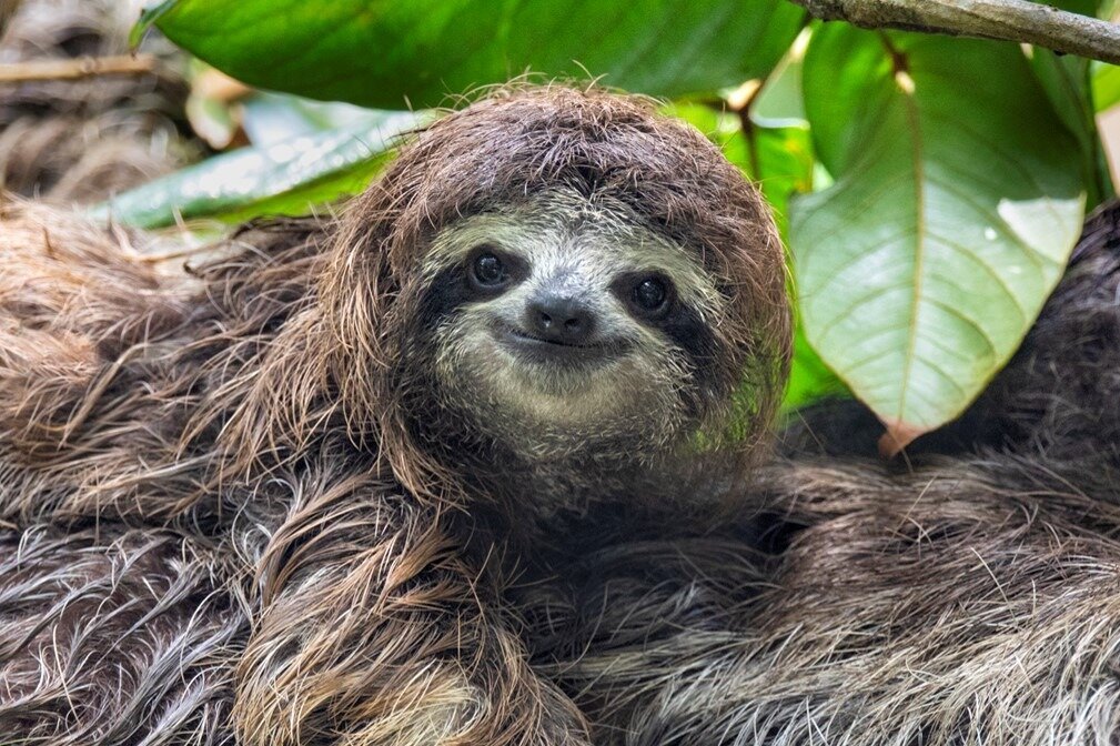 The Sloth Conservation Foundation (Puerto Viejo de Talamanca, Costa ...