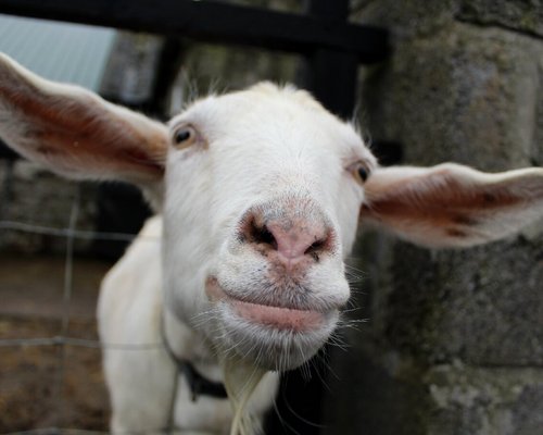 Iconic Cattle of Scotland - The Highland Cow — Darach Social Croft