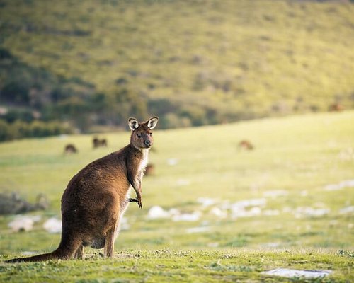 kangaroo tours tripadvisor