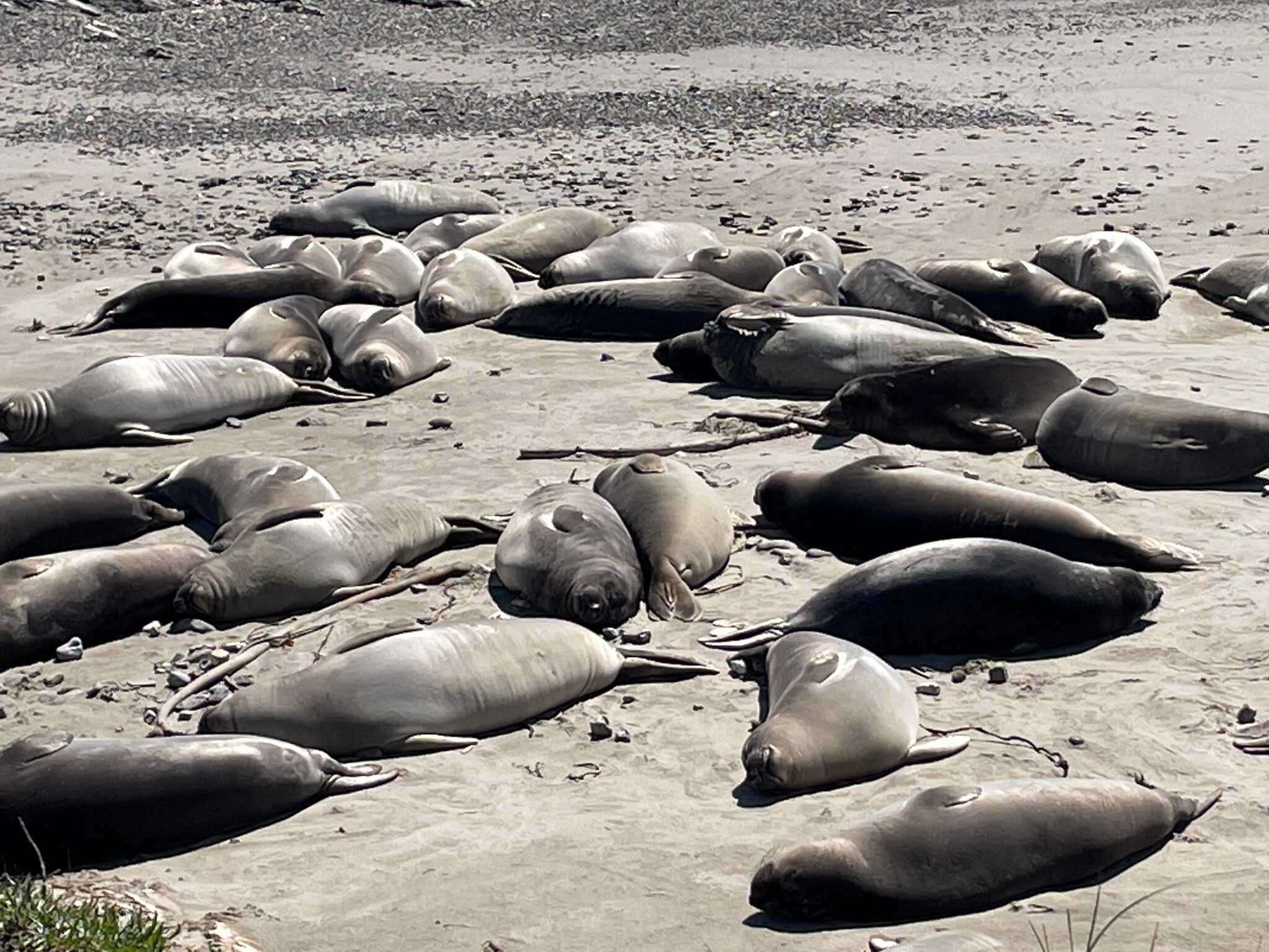 Ano Nuevo Elephant Seal Tours All You Must Know BEFORE You Go