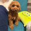 あけみ