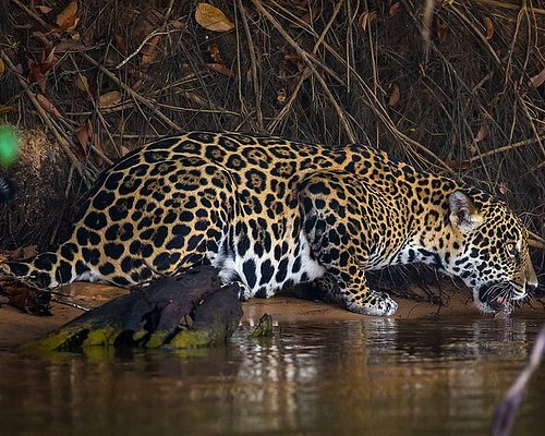 Pantanal Safaris - O que saber antes de ir (ATUALIZADO 2024)