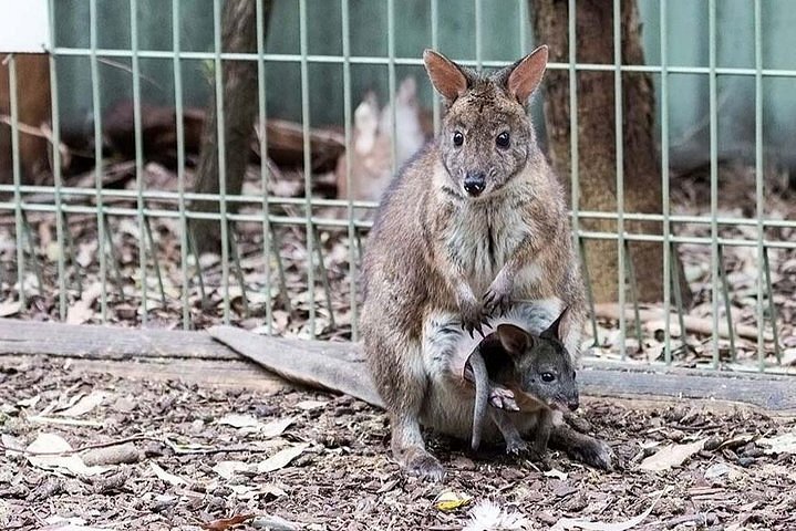 Sydney Esperienze con koala e canguri: il MEGLIO del 2024 - Cancellazione  GRATUITA