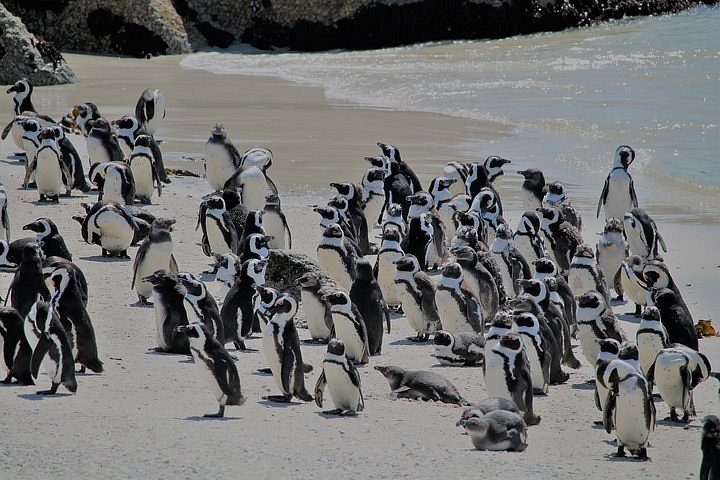 Fortunately some penguins arrived on the island