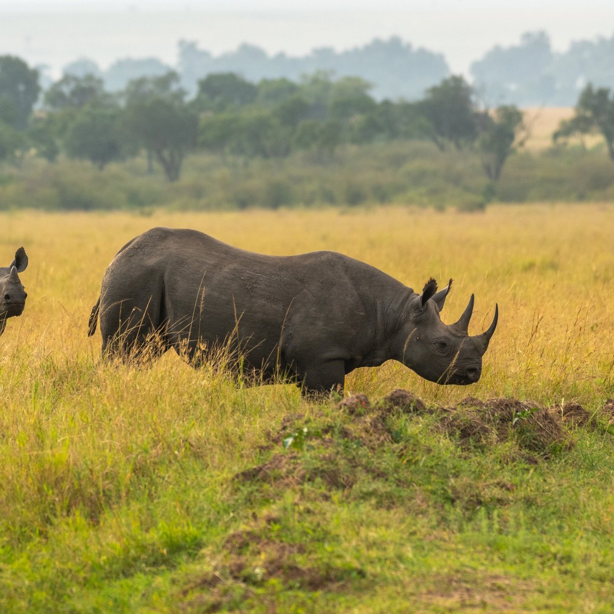 Sense Of Adventure, Найроби: лучшие советы перед посещением - Tripadvisor