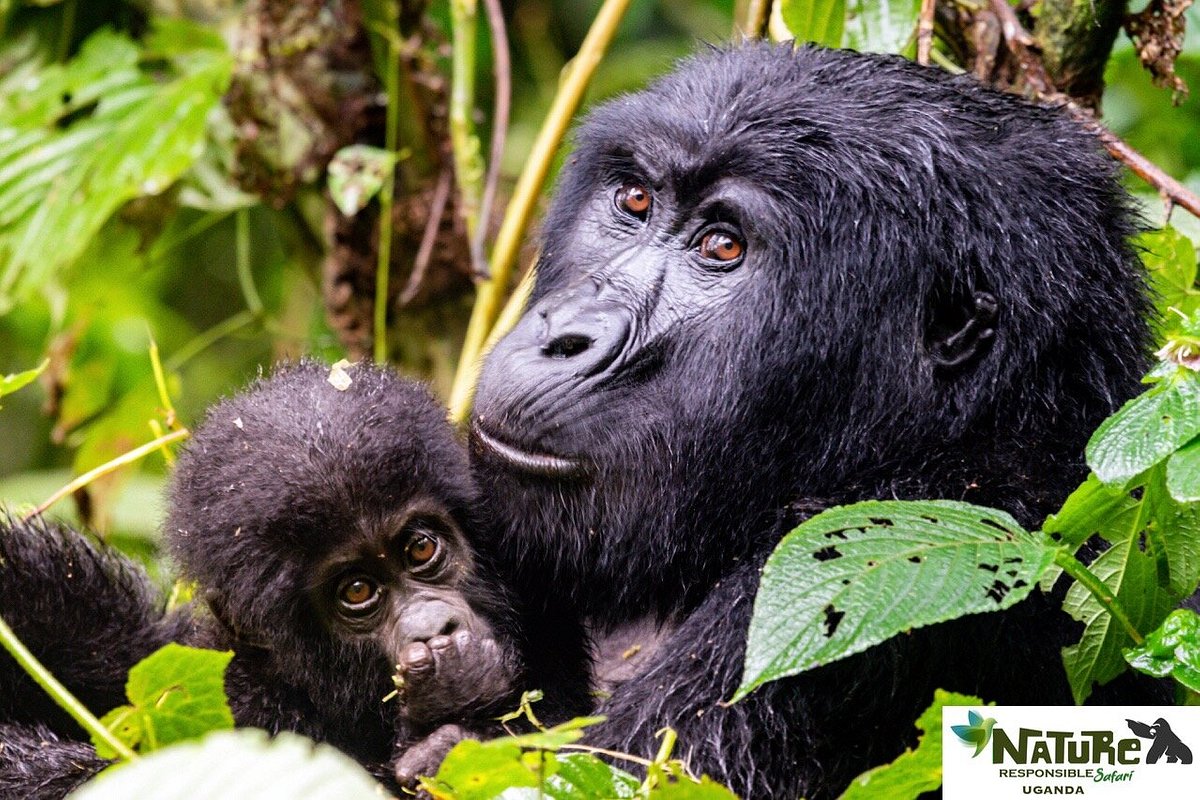 Nature Responsible Safari Uganda Ltd (Entebbe) - Đánh giá ...