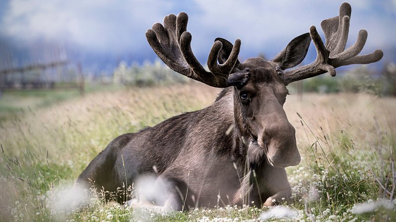 Visual of wildlife in Alaska