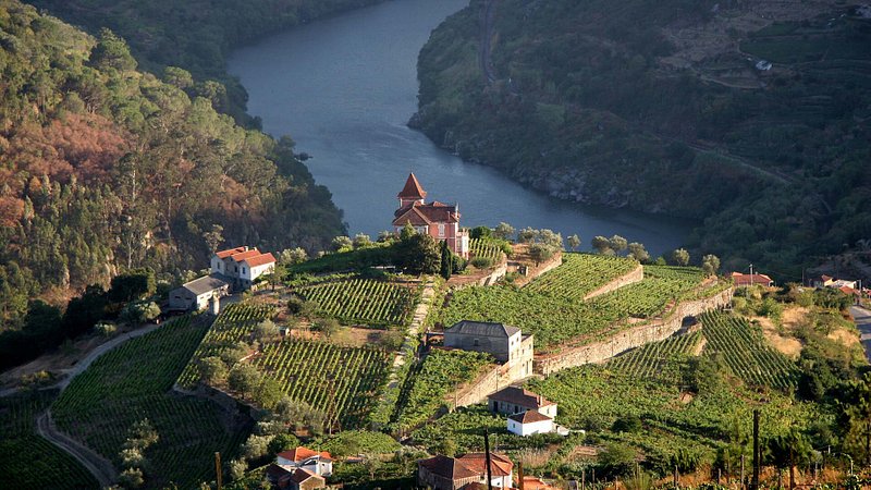 Vineyard in Douro Valley, Portugal 