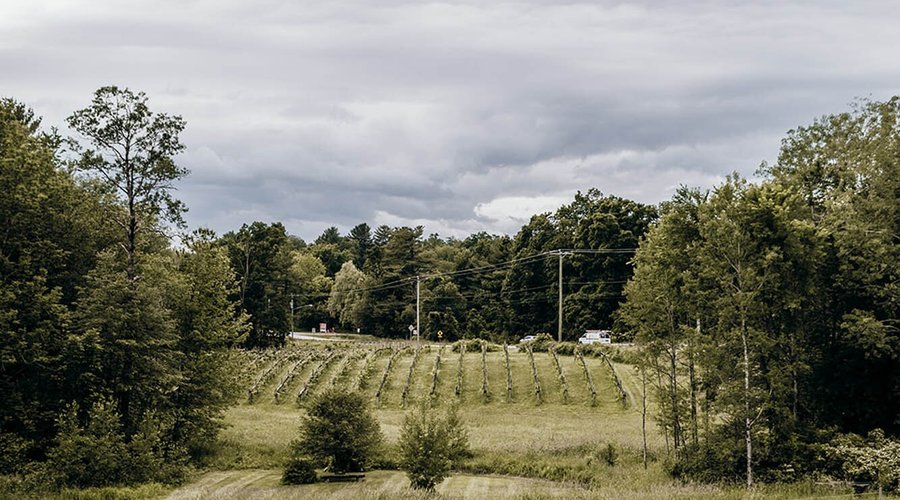 Amherst Vineyard