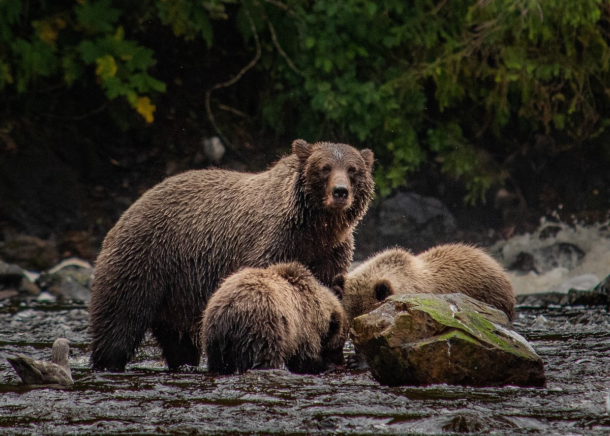 I work at Bear Creek Outfitters Alaska. We typically take folks