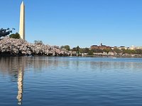 Washington Capitals on X: A trip to the Tidal Basin