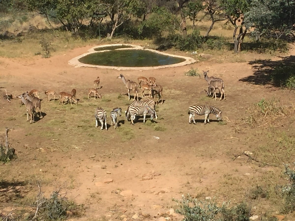 SEBATANA LION LODGE - 2024 Reviews (South Africa/Vaalwater, Waterberg ...