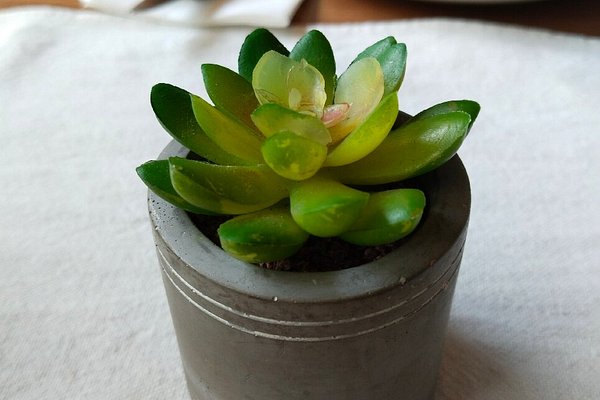 Echeveria Green Star, Echeveria 'Green Star' in GardenTags plant  encyclopedia