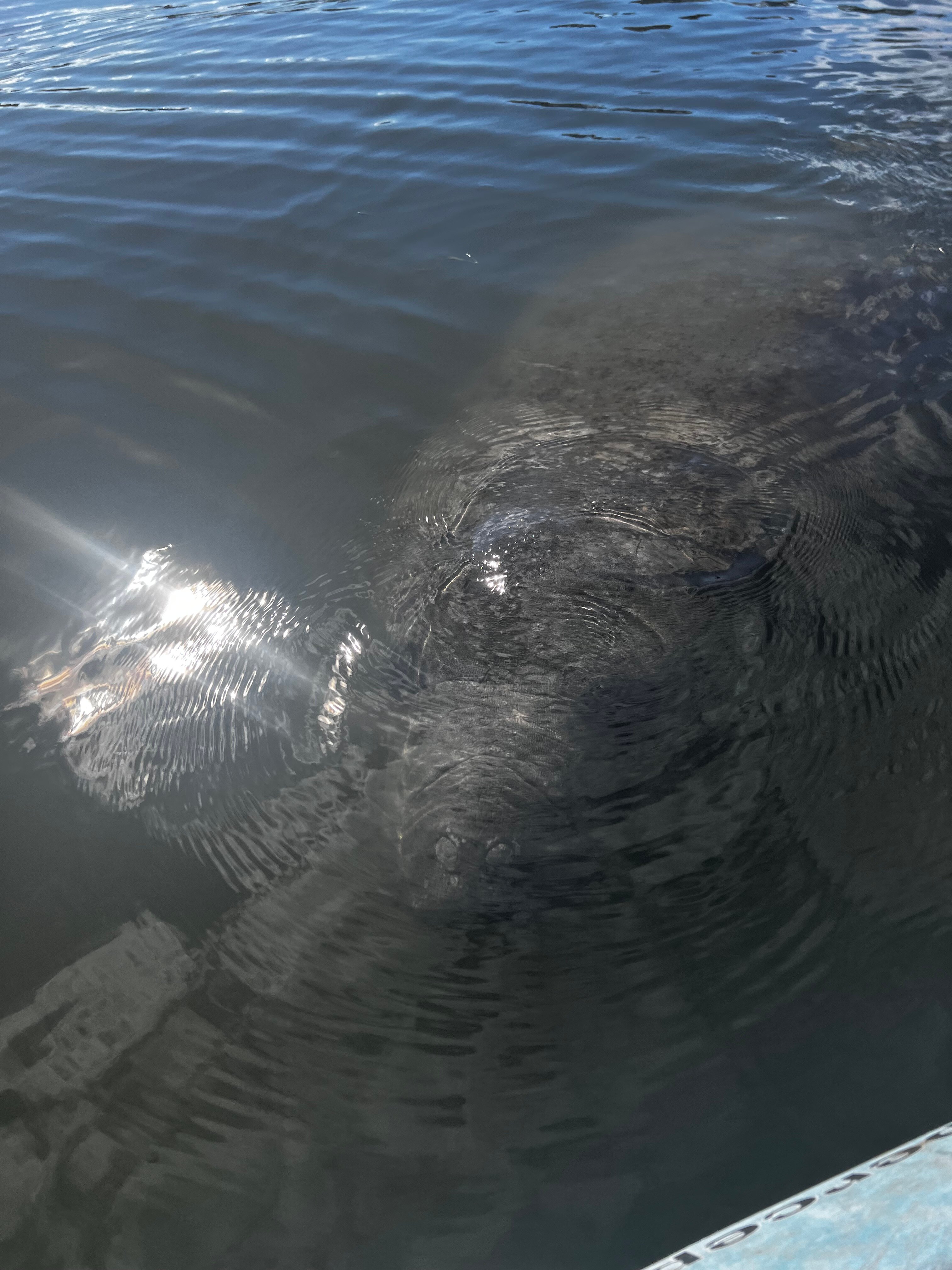 2023 Manatee And Dolphin Kayaking | Haulover Canal (Titusville)