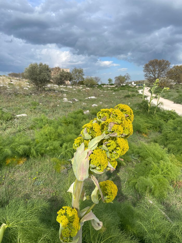 MASSERIA RADOGNA - Campground Reviews, Photos (Matera, Italy)