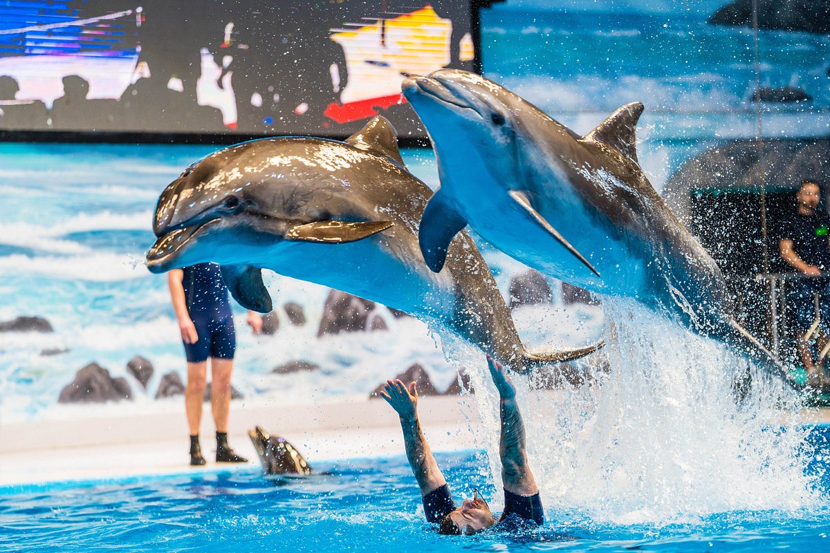 Dubai Dolphinarium - All You Need to Know BEFORE You Go (2024) - Tripadvisor