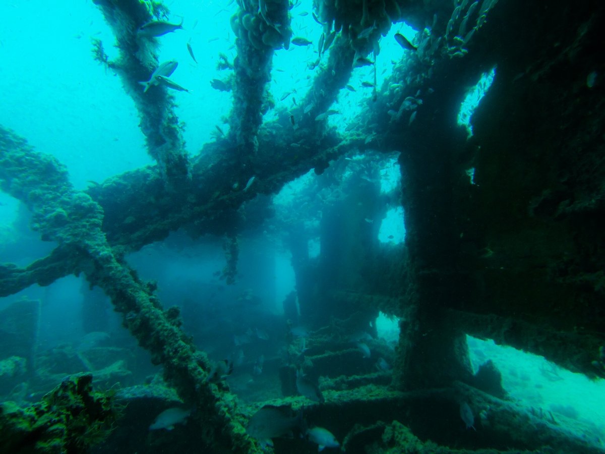 2023 Morning Dive Trip of the Reef provided by Narcosis Scuba Center