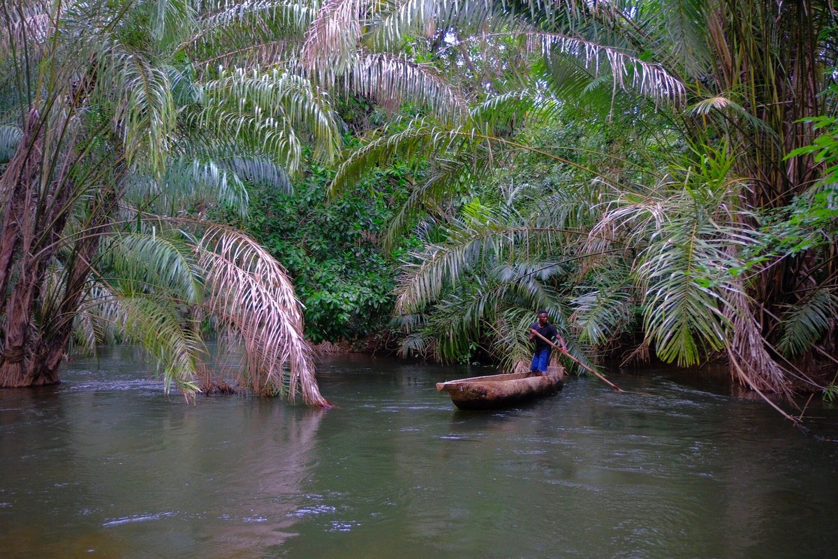 Beyond the Ordinary: A Wildlife Safari on Tiwai Island in Sierra Leone - Tips for a Memorable Safari Experience