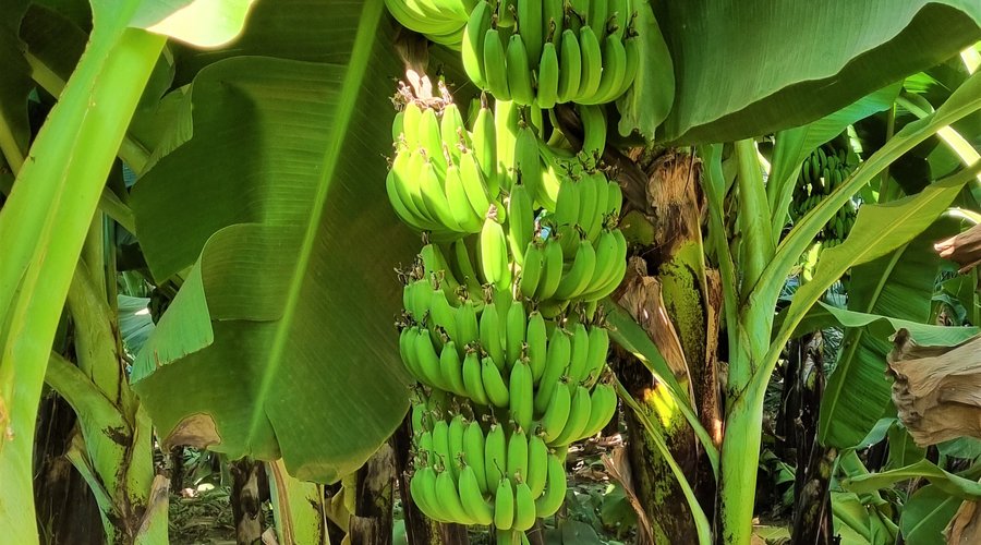 Banana Island (Gezira el-Mozh) - Luxor, Egypt