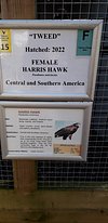 Diurnal Raptors - Overview - The Falconry Centre, Hagley, West Midlands