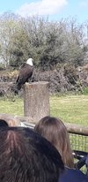 Diurnal Raptors - Overview - The Falconry Centre, Hagley, West Midlands