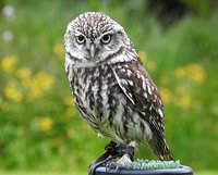 Meet The Birds - Kintail Birds of Prey, Argyll