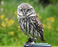 Meet The Birds - Kintail Birds of Prey, Argyll