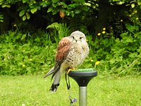 Meet The Birds - Kintail Birds of Prey, Argyll