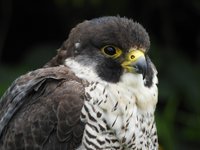 Meet The Birds - Kintail Birds of Prey, Argyll