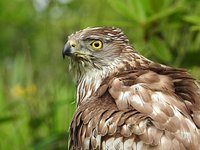 Meet The Birds - Kintail Birds of Prey, Argyll