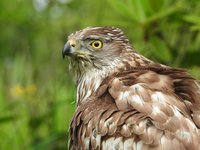 Meet The Birds - Kintail Birds of Prey, Argyll