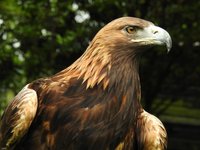 Meet The Birds - Kintail Birds of Prey, Argyll