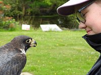 Meet The Birds - Kintail Birds of Prey, Argyll