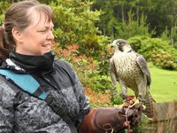 Meet The Birds - Kintail Birds of Prey, Argyll