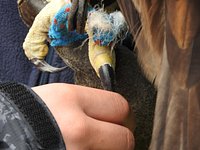 Meet The Birds - Kintail Birds of Prey, Argyll