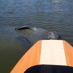 se permiten perros en merritt island national wildlife refuge