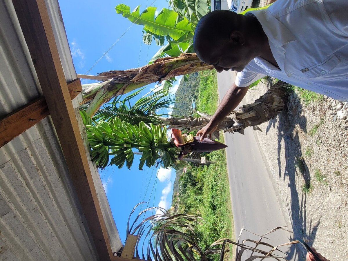 Cosol Tours (Castries) - All You Need to Know BEFORE You Go