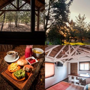 Cabañas dentro de bosque