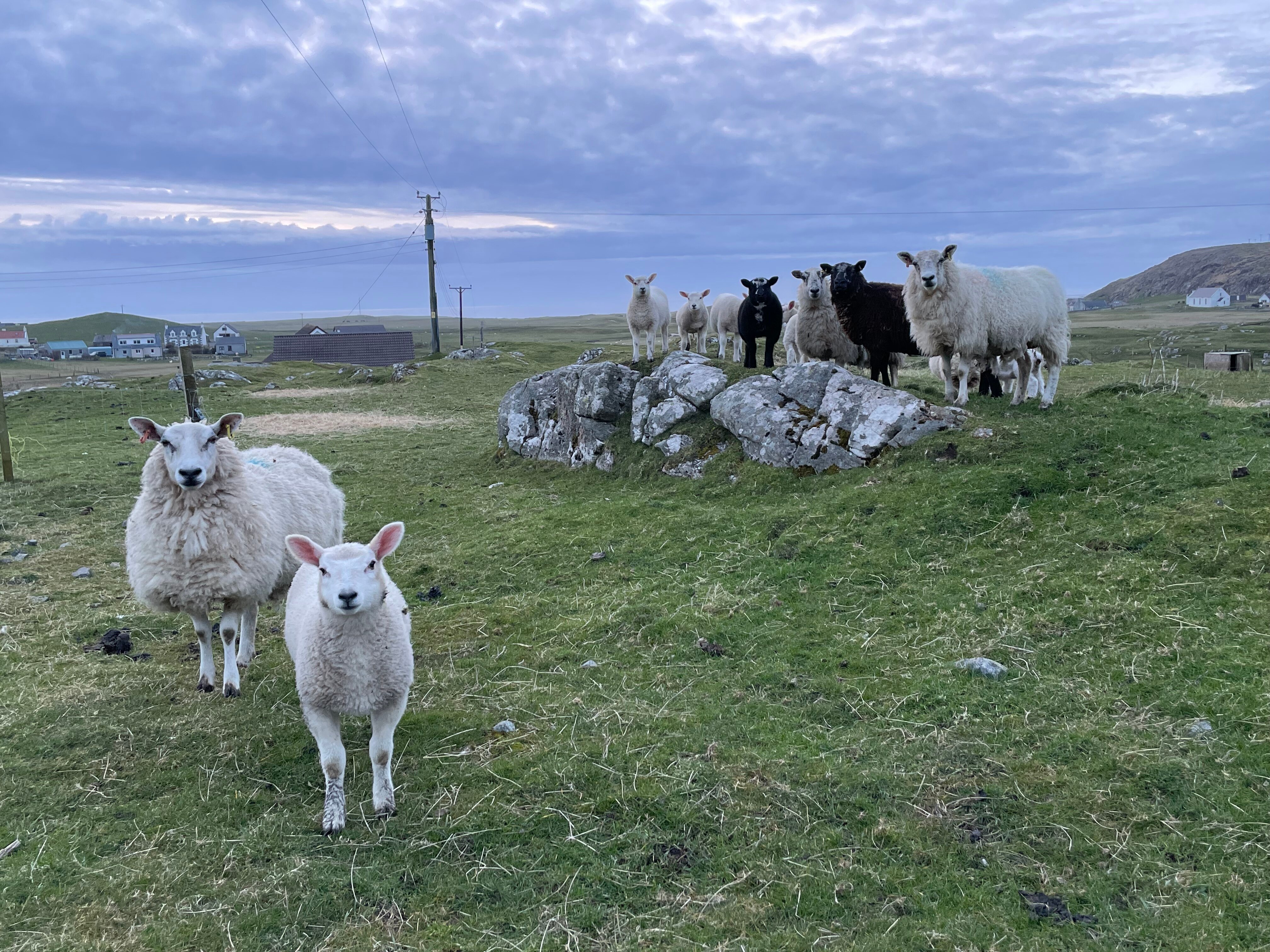 CROIT NA H-AIBHNE (Isle Of Barra, Escocia) - Opiniones Y Comentarios ...