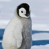 Penguino-love
