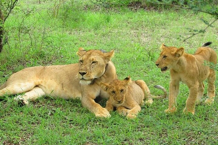 safari tour from dar es salaam