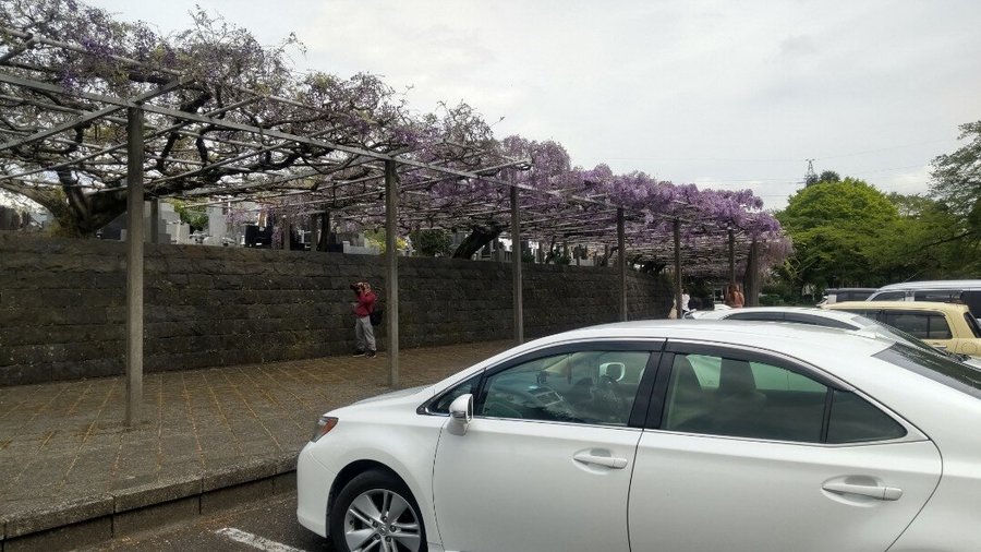 藤棚の駐車場に、LEXUSを横付し、写真をとりました