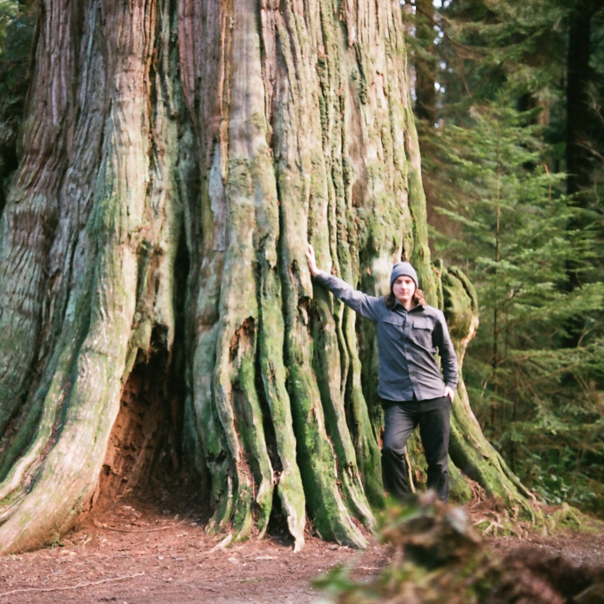 2024 Ancient Trees Of Vancouver   Caption 