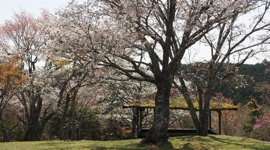 群芳園の奥の山は広場になっている